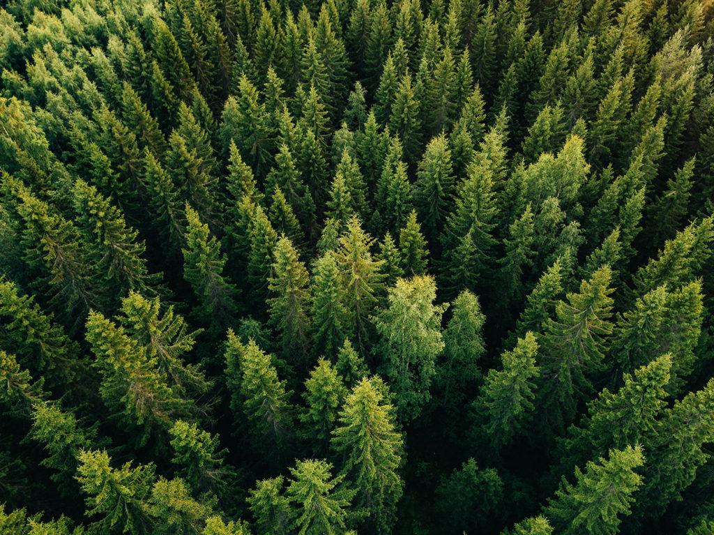 Green forest plantation